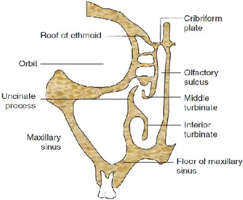 Gambar 6. Kompleks Osteomeatal 