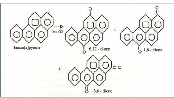 Gambar 2. Proses pemecahan benzopyrene (Neff, 1979)