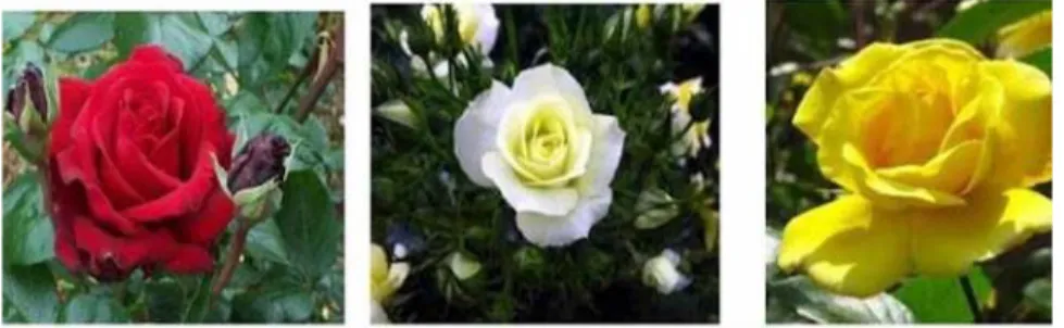 Gambar 2. Berbagai variasi warna bunga mawar Sumber : seputarbahan.me 