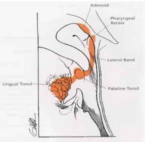 Gambar 1. Cincin Waldeyer a. Tonsil Palatina 