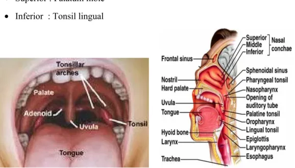 Gambar 2. Anatomi Tonsil 5