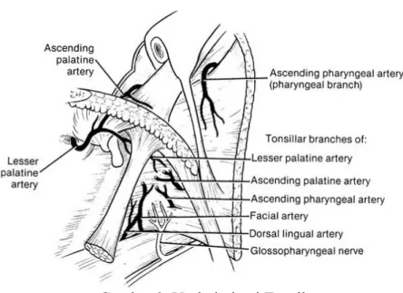 Gambar 3. Vaskularisasi Tonsil