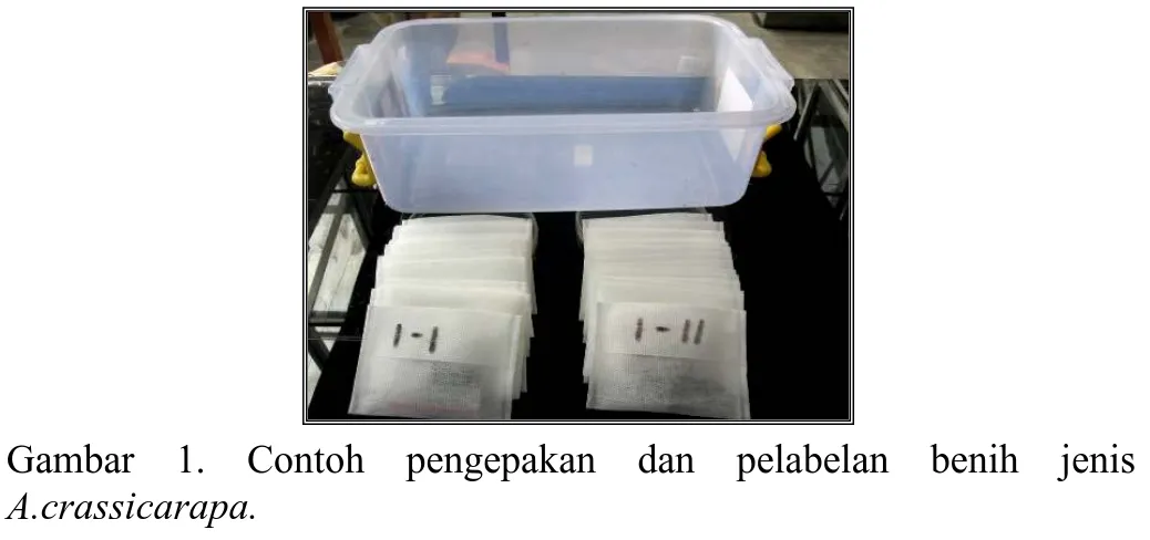 Gambar 1. Contoh pengepakan dan pelabelan benih jenis  A.crassicarapa. 