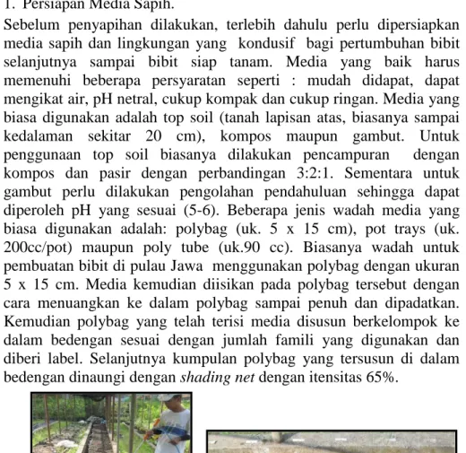 Gambar 3. Penataan polybag untuk media sapih yang terdesain di  bedengan. 