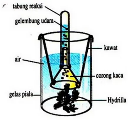 Gambar 4. Percobaan Ingenhousz