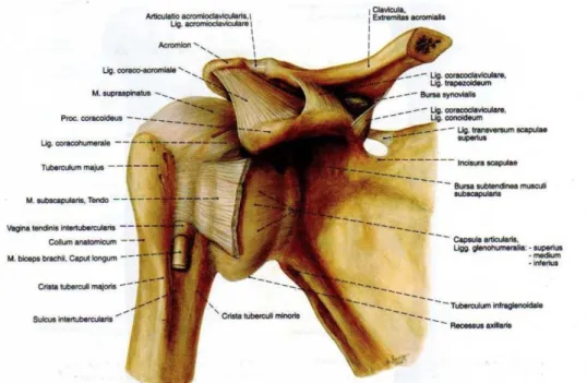 Gambar Struktur Sendi Bahu dilihat dari anterior (Pubz, 2002) 