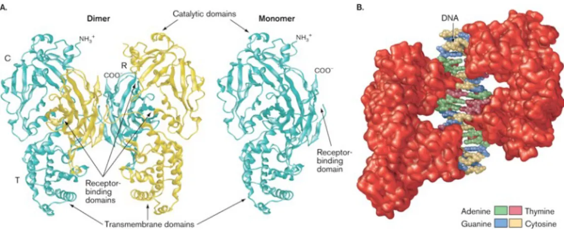 Gambar 2. Toxin difteria dan reseptor toxin pada difteria