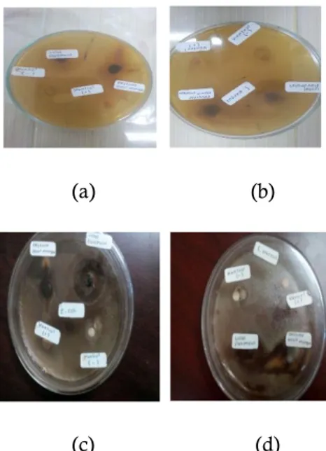 Gambar 3. Hasil pengamatan diameter zona hambat uji antibakteri ; (a) Eschericia coli 1x24 jam;  