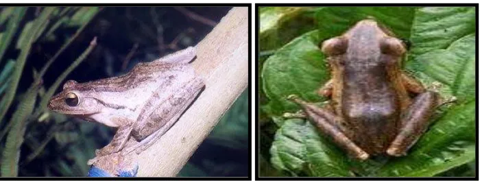 Gambar.1. Perbedaan kulit pada Polypedates leucomystax.(Mistar,2008) 