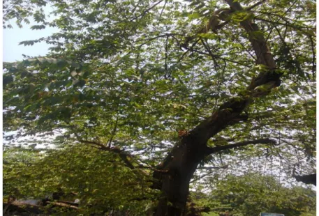 Gambar 1. Pohon kersen 