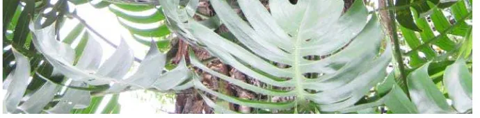 Gambar 1. Morfologi Tanaman Ekor Naga (Rhapidopora pinnata Schott).  