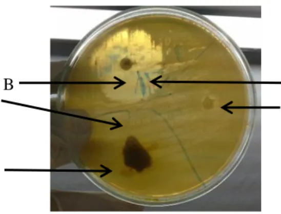 Tabel 1. Diameter zona hambat ekstrak Meniran  terhadap  pertumbuhan jamur    Candida  albicans  dalam satuan milimeter (mm) 