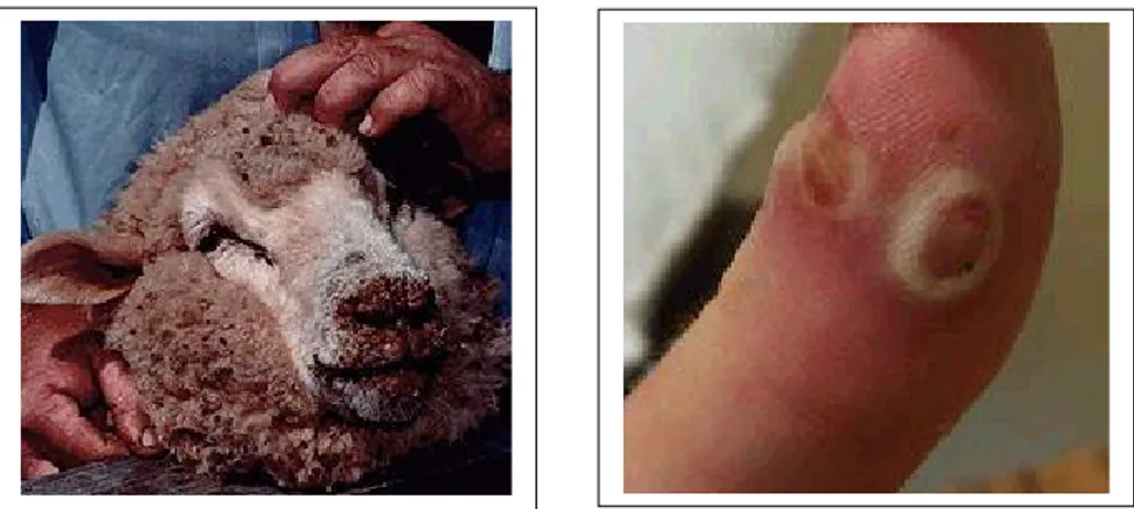 Gambar 1.  Penyakit  Orf  pada  domba  terlihat  lepuh  di  sekitar  hidung  dan  mulut  (kiri)  dan 