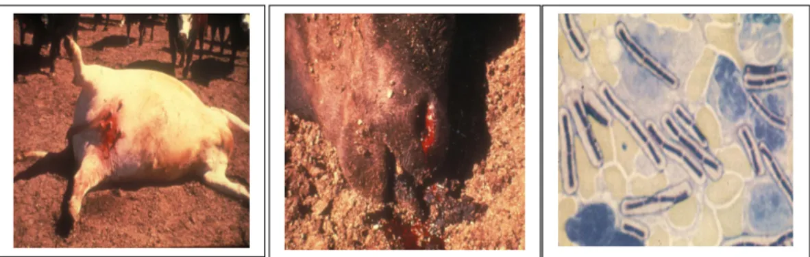 Gambar 4. Parasit scabies menyerang domba (kiri) dan Sarcoptes scabei (kanan) 