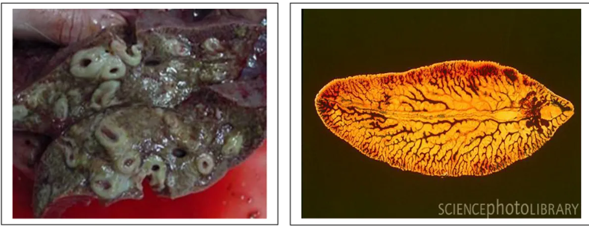 Gambar 6. Hati yang terinfeksi cacing Fasciola sp. (kiri) dan bentuk cacing dewasanya 