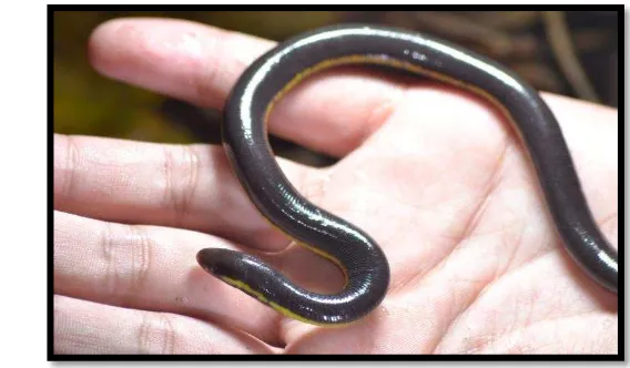Gambar 3.  Asian Caecilian,  Ichthyophis paucisculus (Foto : Junaydy Michael Angelo Ginting) 