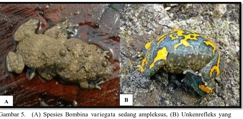 Gambar 6. Katak Panah beracun (A) Katak Emas, Phyllobates terribilis, (B) Katak Biru, Dendrobates azureus (www.amphibianweb.org) 