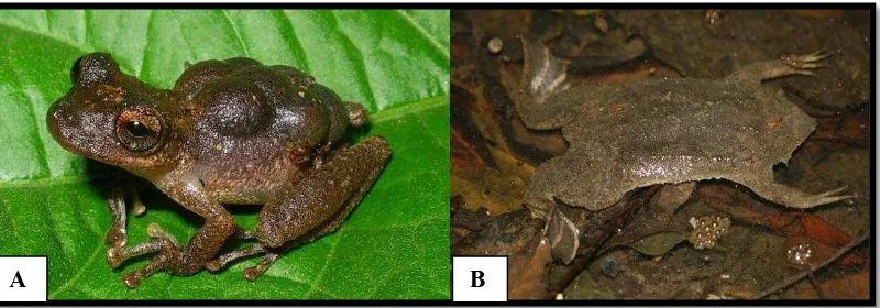Gambar 8. (A) Katak Marsupial, Flectonotus pygmaeus, yang menyimpan telurnya di kulit (B) Katak pipih Pipa pipa (ww.amphibiaweb.org) 