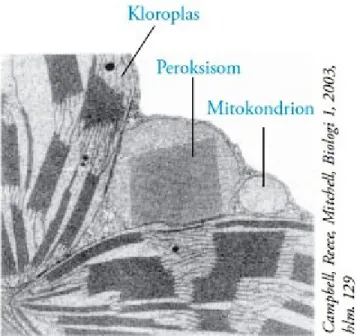 Gambar 1. Peroksisom yang berada pada sel daun