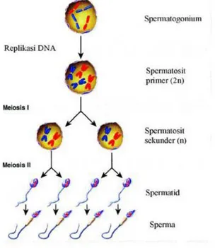 Gambar 1.2spermatogenesis  Sumber: Biology, 2008