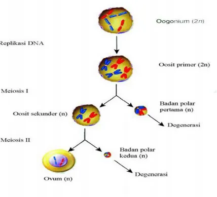 Gambar 1.3 Oogenesis,  Sumber: Biology, 2008 