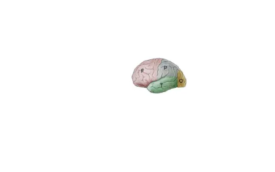 Gambar 2. Lobus-lobus Otak E. Cairan serebrospinalis