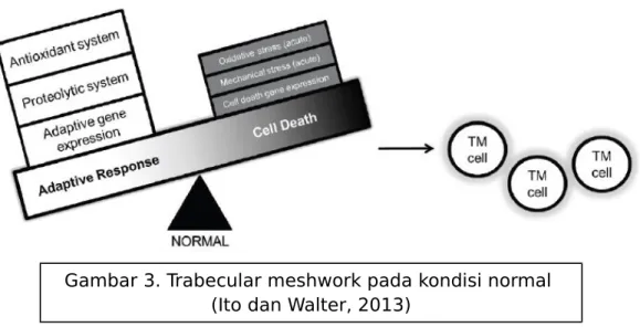 Gambar 3. Trabecular meshwork pada kondisi normal  (Ito dan Walter, 2013)