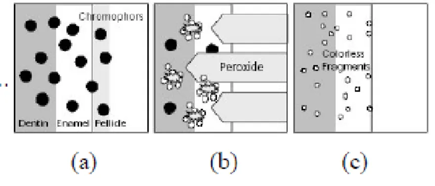 Gambar  1.  Ilustrasi  mekanisme  bleaching  oleh  agen  aktif  peroksida.  (a)  Diskolorasi  yang  disebabkan oleh chromophors ekstrinsik dan intrinsic, (b) Peroksida berpenetrasi  dengan  mengoksidasi  chromophors,  dan  (c)  terjadi  diskolorasi  dentin