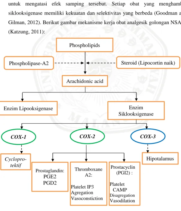Gambar 2.5 Mekanisme Kerja Obat Parasetamol sebagai Analgesik dan  Antipiretik (Katzung, 2011) COX-2 COX-1 Prostaglandin: PGE2 PGD2 Thromboxane A2: Platelet IP3 Agregation Vasoconstiction  Prostacyclin (PGI2) : Platelet CAMP Disagregation Vasodilation Phos