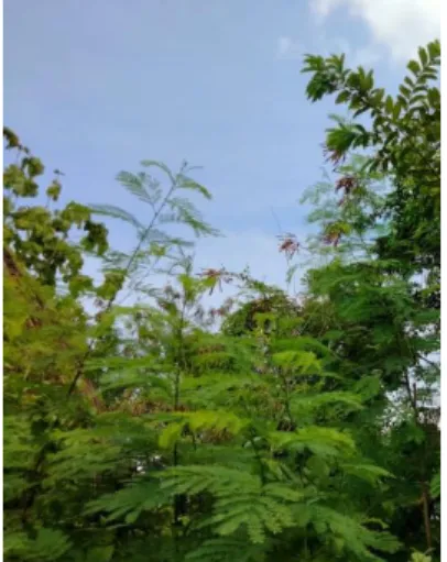 Gambar  9.  Rumput  teki  (Cyperus  rotundus) 