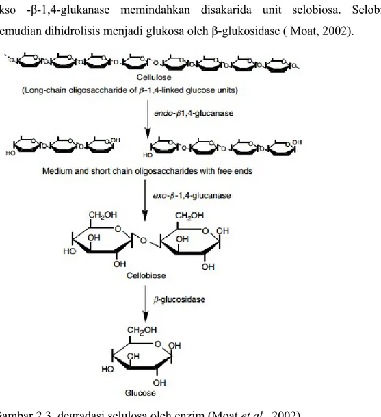 Gambar 2.3. degradasi selulosa oleh enzim (Moat et al., 2002)