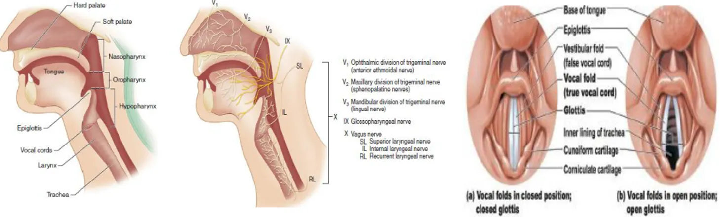 Gambar 1. Anatomi dan Persyarafan Jalan Nafas Atas 