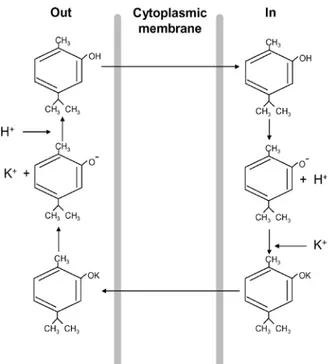 Gambar 4. Mekanisme  carvacrol (senyawa phenol)  pada membran sitoplasma 