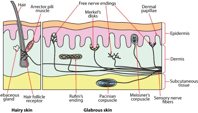Figure 1.11  Location of tactile receptors beneath the surface of the skin 