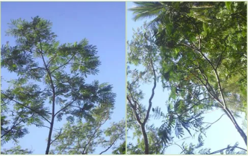 Gambar 3.  Kondisi pembuahan pada pohon induk sengon 