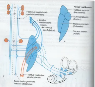 Gambar 4. Kompleks nuklear vestibularis dan hubungan sentralnya. 