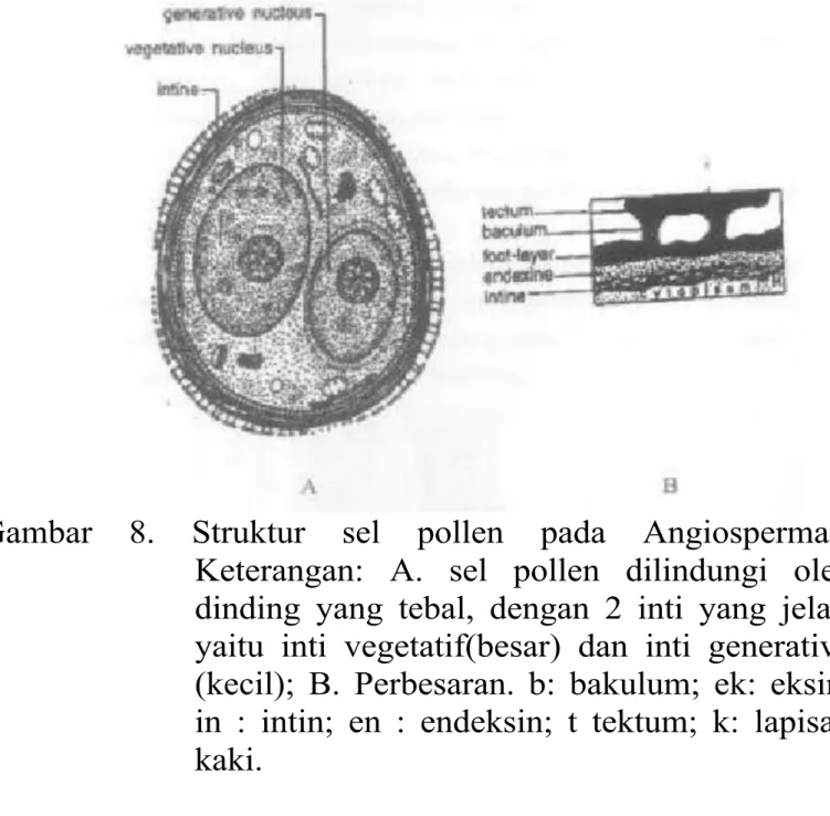 Gambar  8.  Struktur  sel  pollen  pada  Angiospermae.