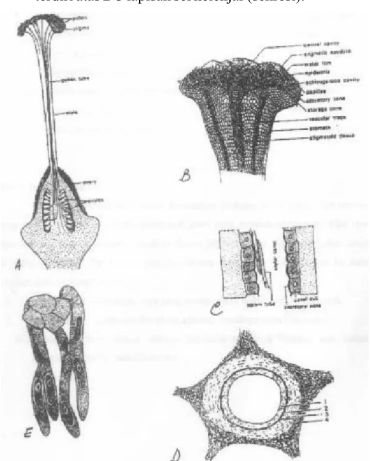 Gambar  10.  Tipe-tipe  stilus  pada  Angiospermae.  Keterangan: