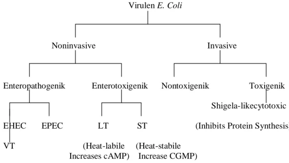 Tabel  Pembagian Grup Escherichia coli pathogen (Doyle and Dolores, 2006). 