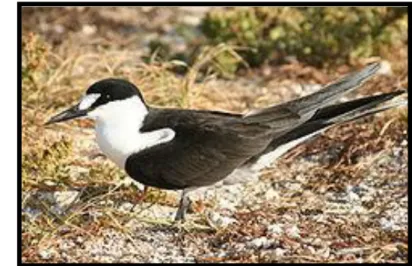 Gambar 7. Sterna fuscata nubilosa 