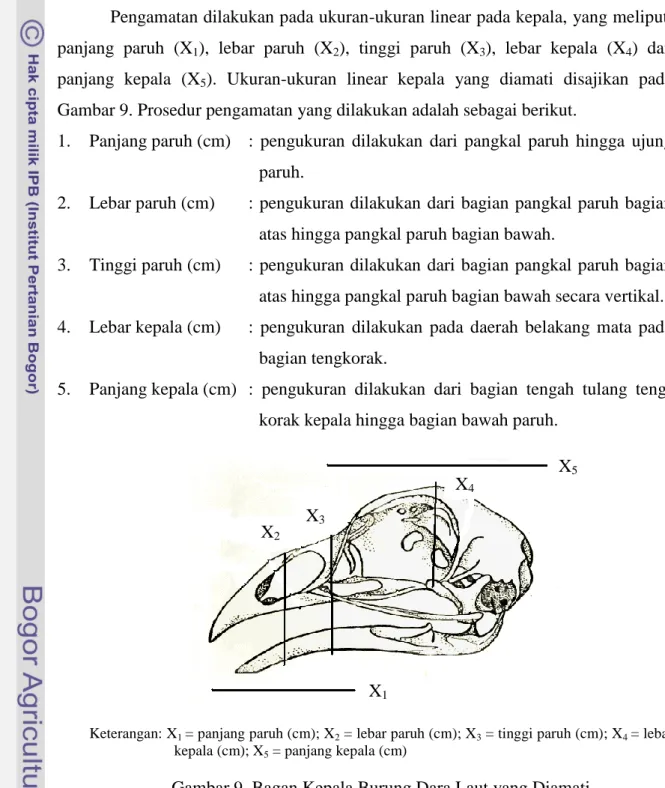 Gambar 9. Bagan Kepala Burung Dara Laut yang Diamati X5 X4 