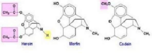 Gambar Struktur molekul Heroin, Morfin dan Codein
