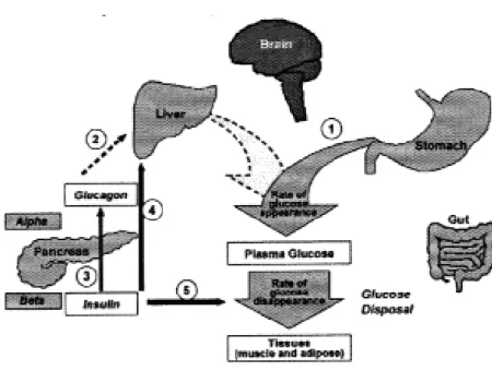 Gambar 1  Proses pengaturan kadar glukosa sesudah makan (Aronoff 2004). 