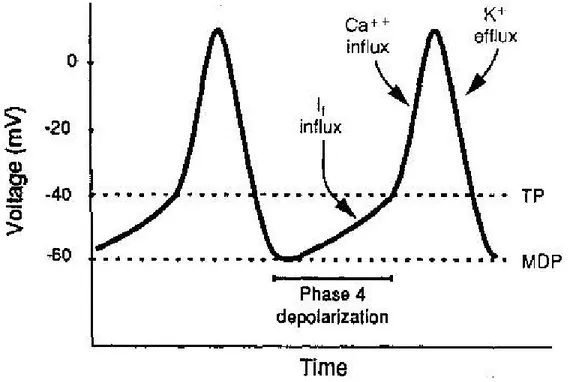 Gambar 3. Potensial membran sel pacemaker. MDP (maximum negative diastolik potential) – potensial diastolik negatif maksimum, TP (threshold potential) –  potensial ambang