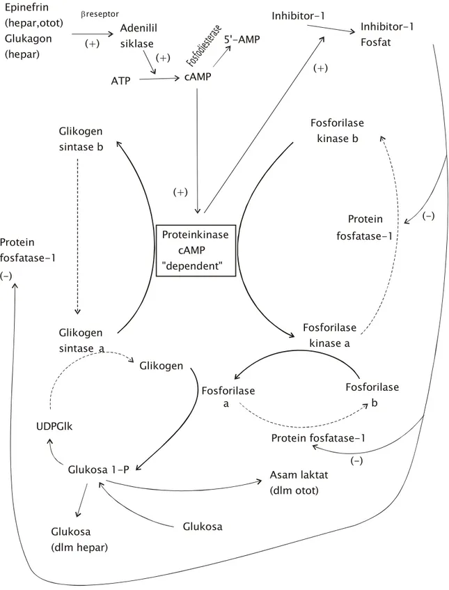 Gambar 12.  Glikogenesis dan glikogenolisis,                         mekanisme kontrol.