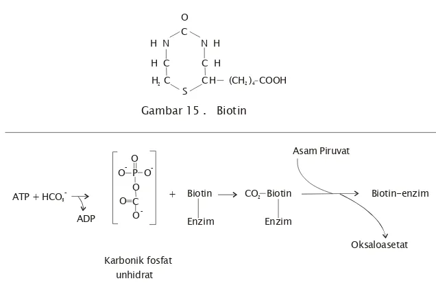Gambar  16.  Pembentukan oksaloasetat dari Bikarbonat dan Asam Piruvat dengan                          Biotin kofaktor