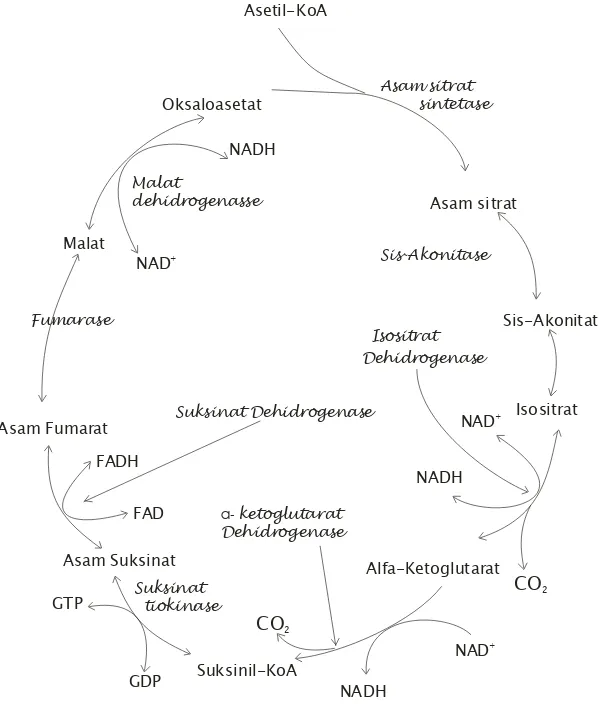 Gambar 6 C.   Siklus Asam Sitart  ( TCA Cycle ).