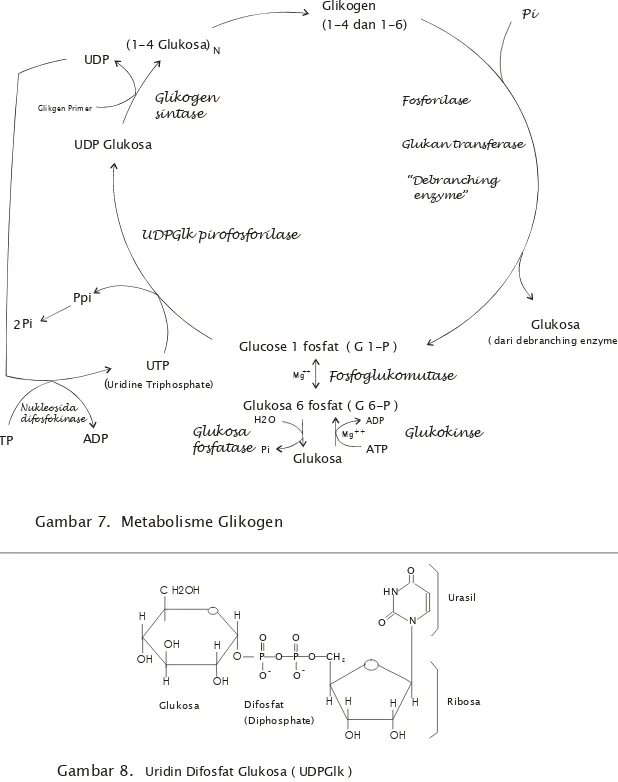 Gambar 7.  Metabolisme Glikogen