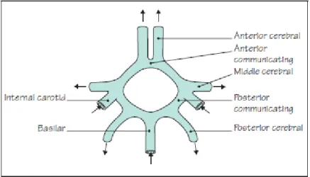 Gambar 2.1. Circle of Willis 
