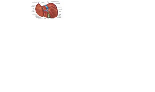 Gambar 1. Organ hepar (dik!ip dari kep&#34;!akaan # $